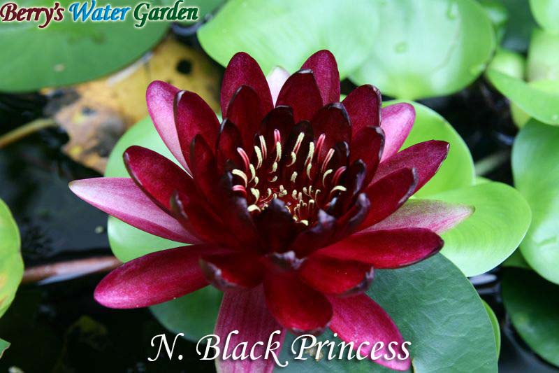 N.Black Princess 