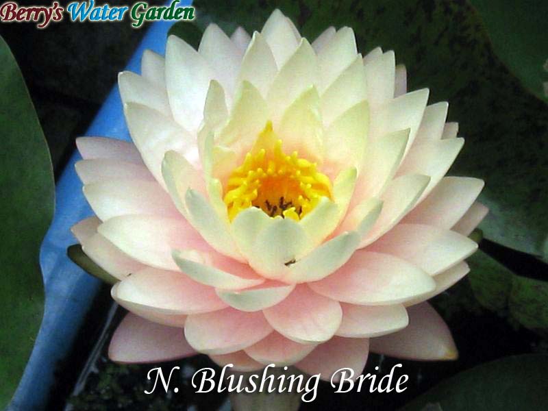 N.Blushing Bride 