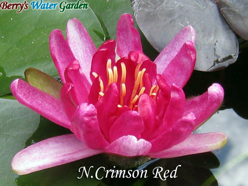 N.Crimson Red 