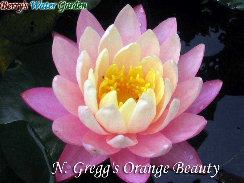 N.Gregg's Orange Beauty 