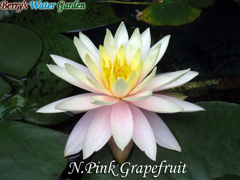 N.Pink Grapefruit 