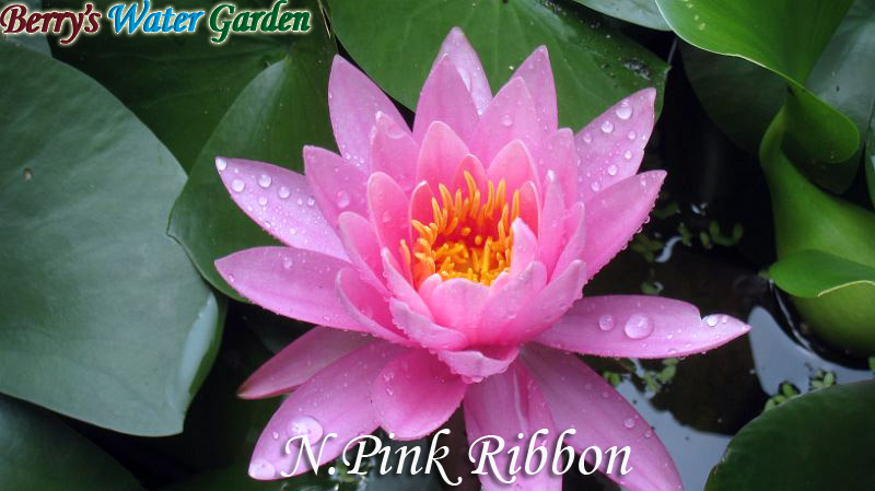 N.Pink Ribbon 