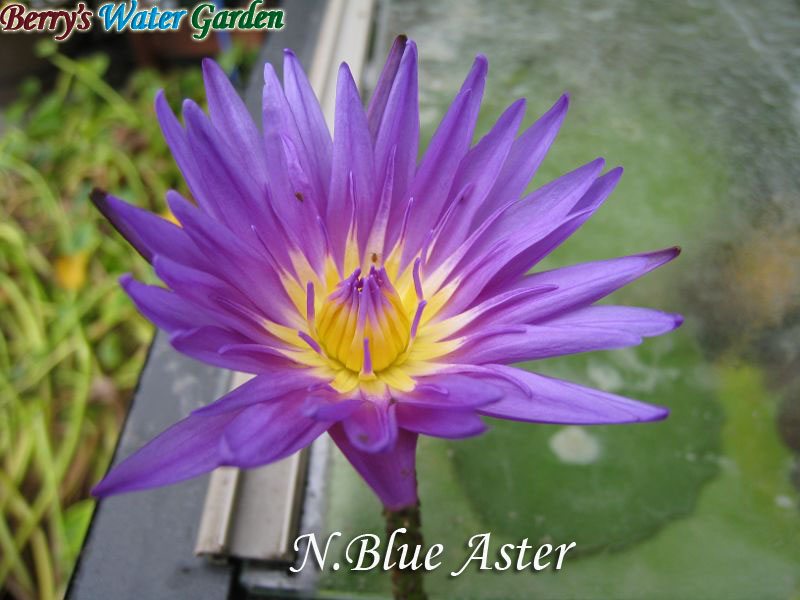 N.Blue Aster 
