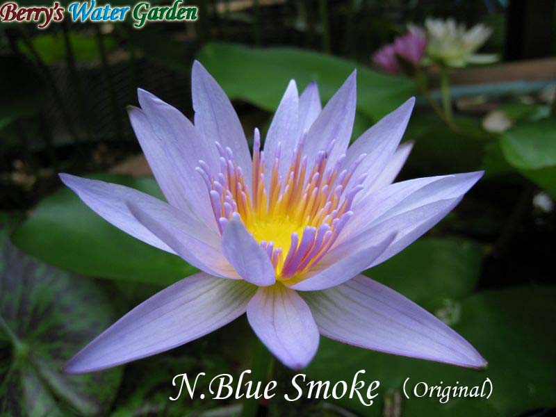N.Blue Smoke（Original） 