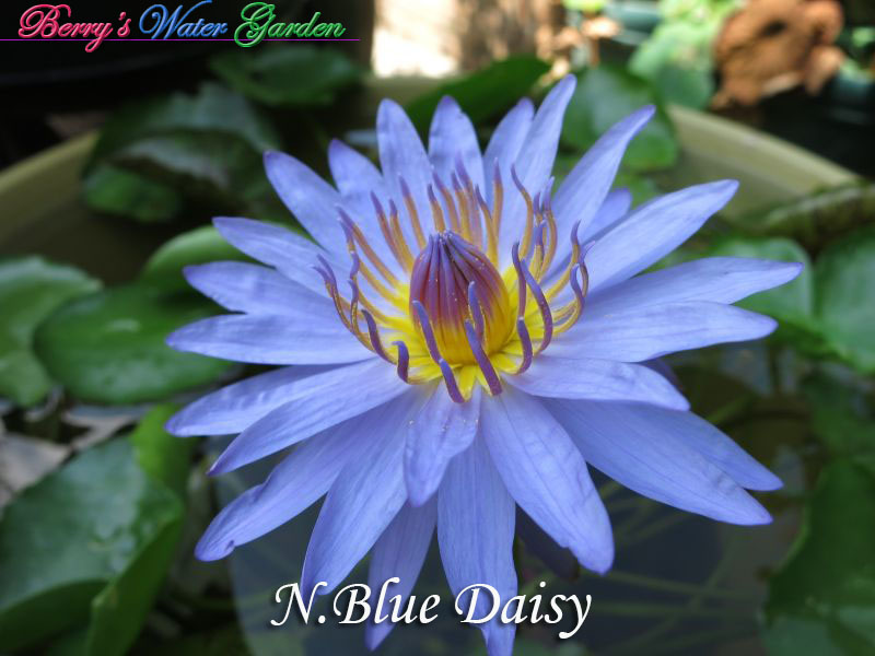 N.Blue Daisy 