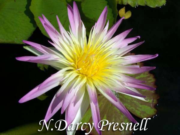 N.Darcy Presnell 