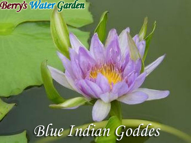 N.Indian Goddes (Blue) 