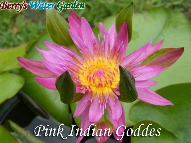 N.Indian Goddes (Pink) 