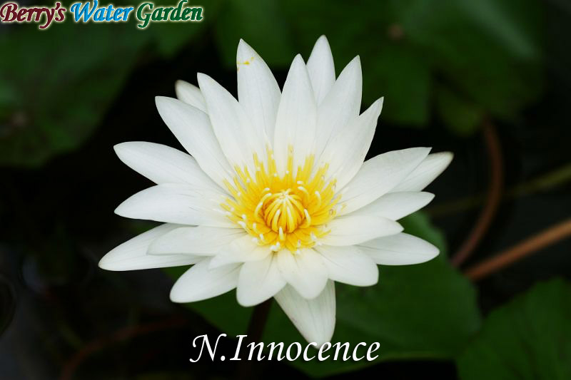 N.Innocence 