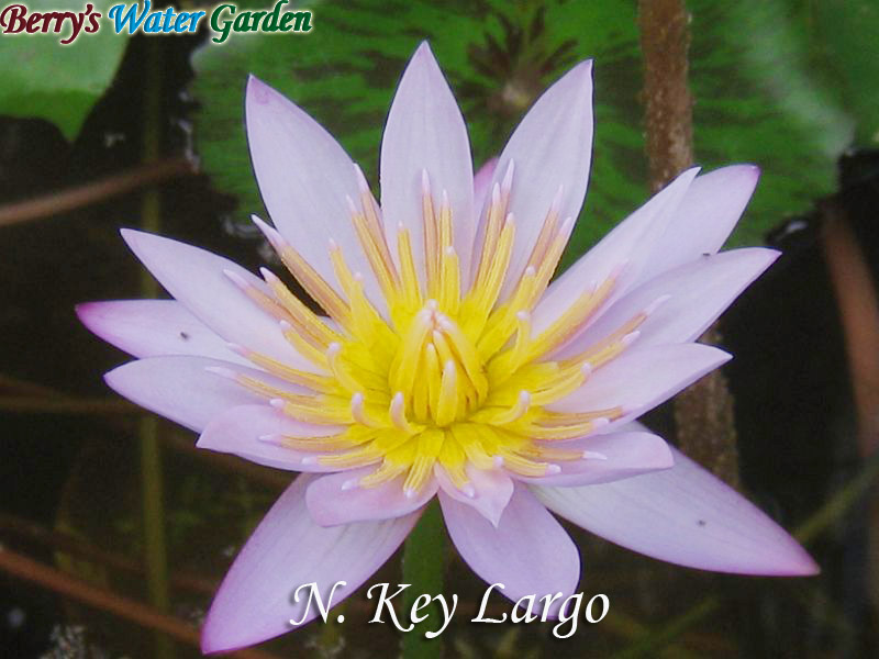 N.Key Largo 