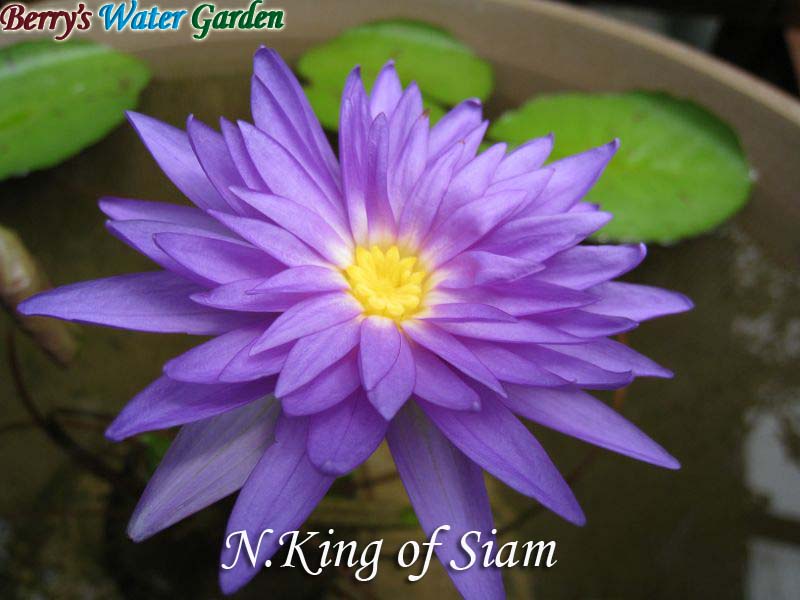 N.King of Siam 