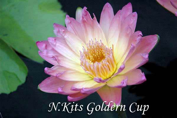 N.Kits Goldern Cup 