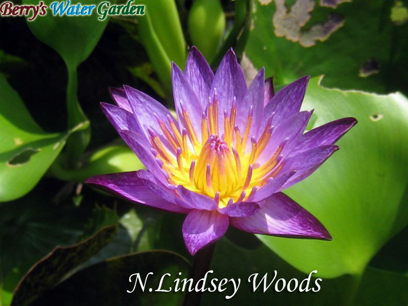 N.Lindsey Woods 