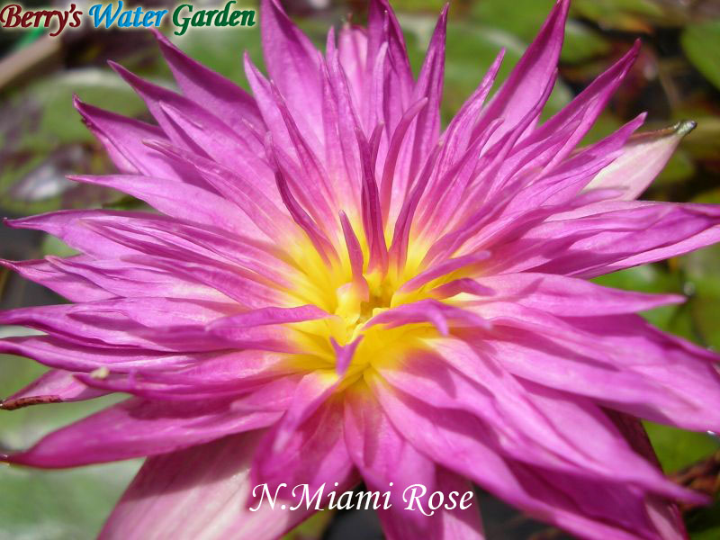 N.Miami Rose 