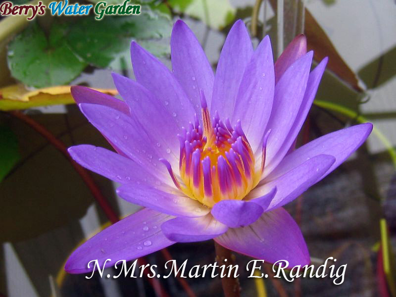 N.Mrs.Martin.E.Randig 