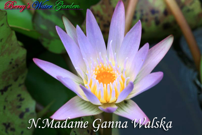 N.Madame Ganna Walska 