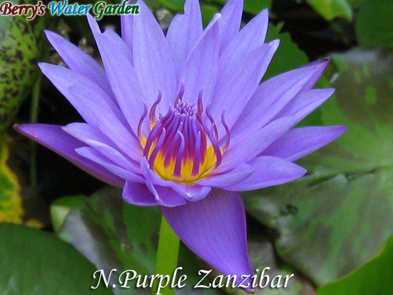 N.Purple Zanzibar 