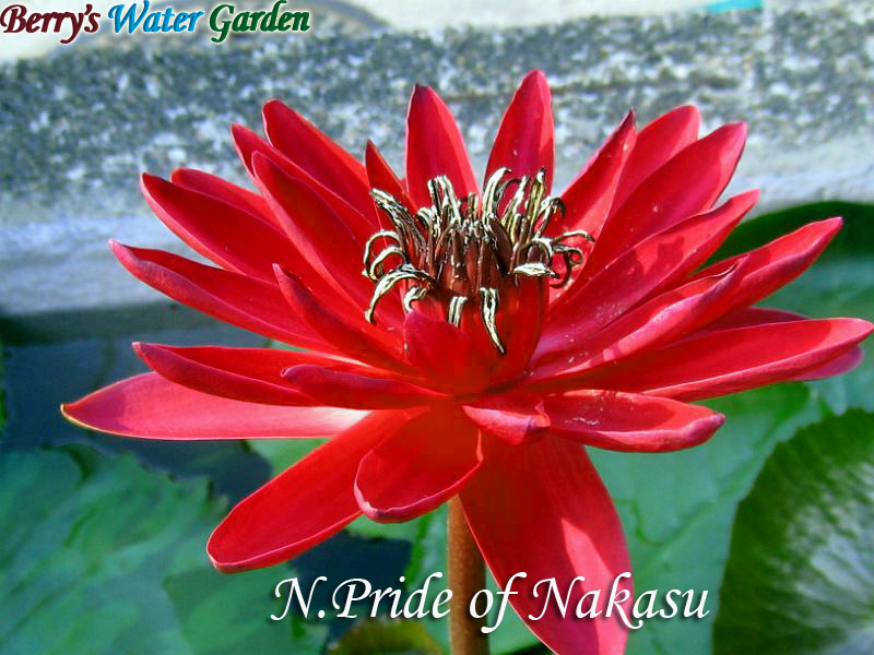 N.Pride of Nakasu (N.Antares) 
