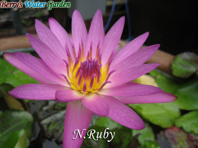 N.Ruby 