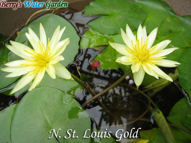 N.St.Louis Gold 