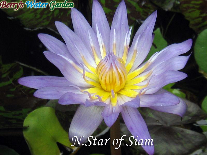 N.Star of Siam 