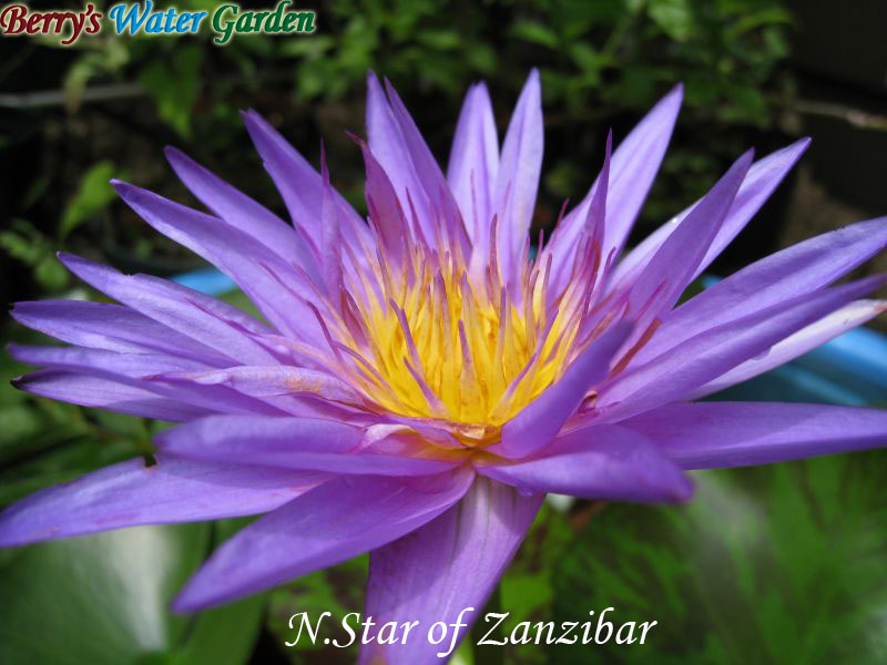 N.Star of Zanzibar 