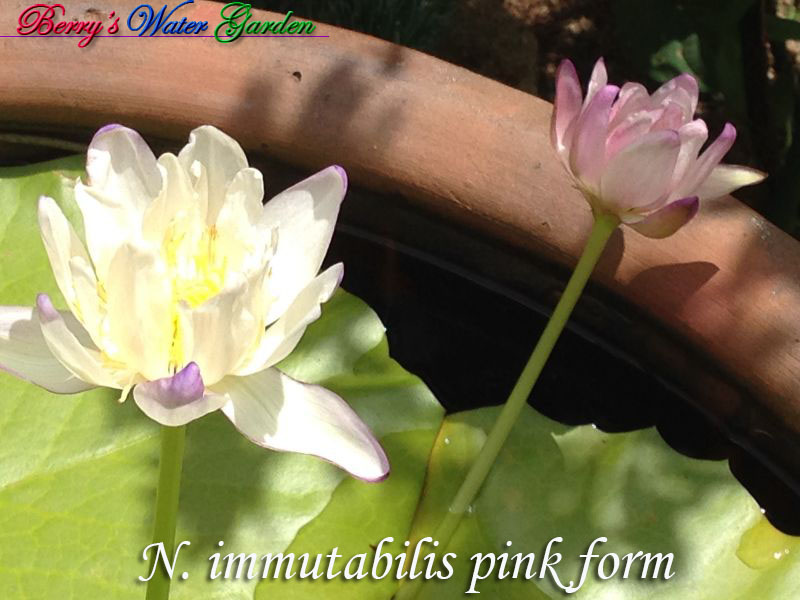 N.immutabilis Pinkform 