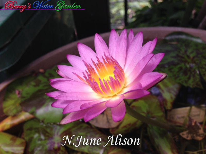 N.June Alison 