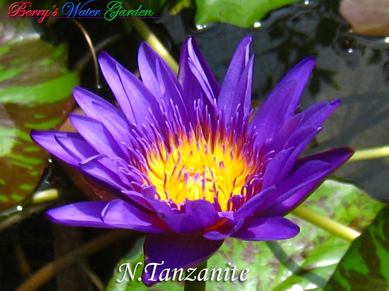 N.Tanzanite 