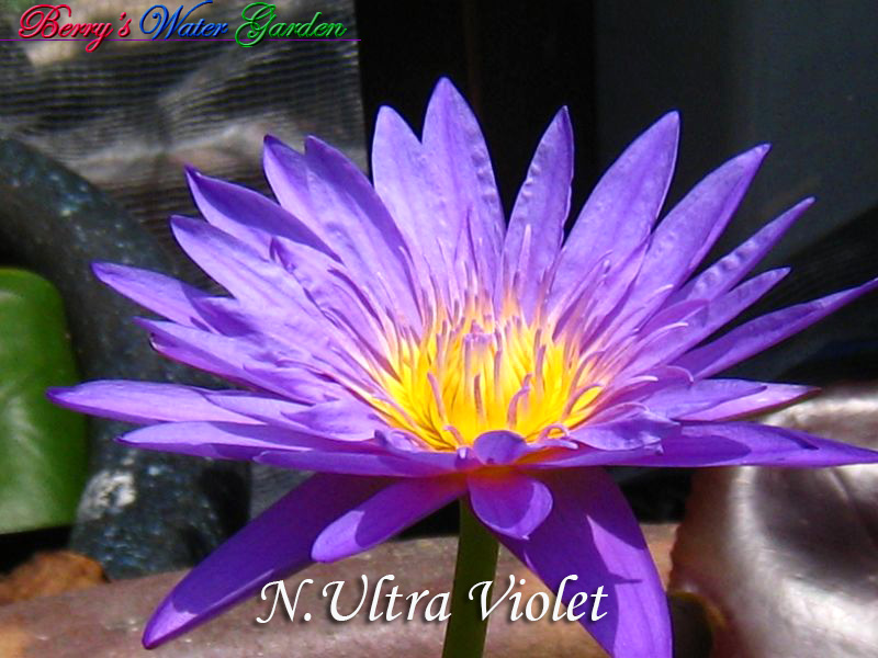 N.Ultra Violet 
