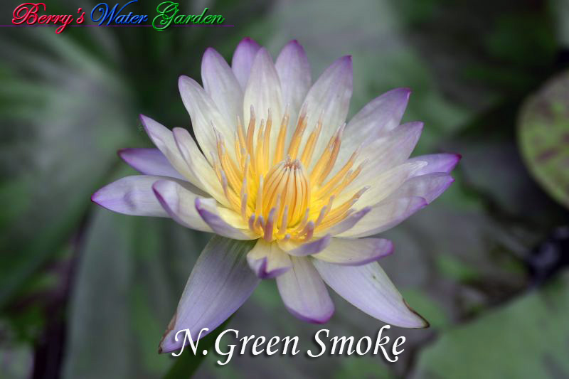 N.Green Smoke 