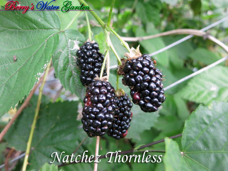 Natchez Thornless