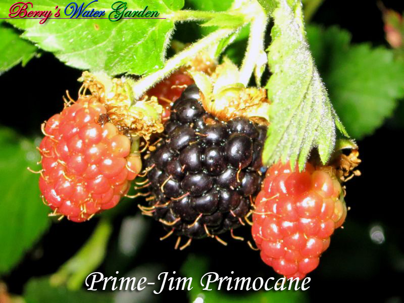 Prime-Jim Primocane